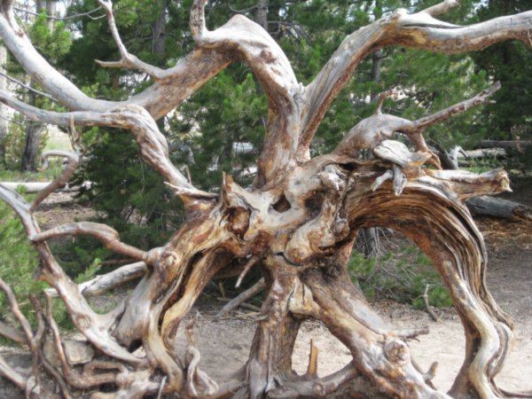 Cool uprooted tree roots
