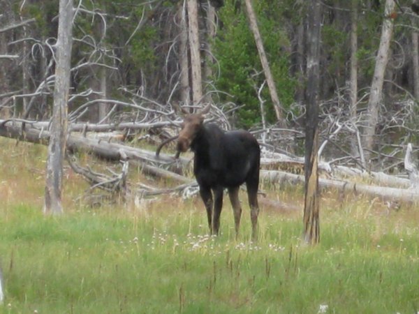 Another pic of the moose
