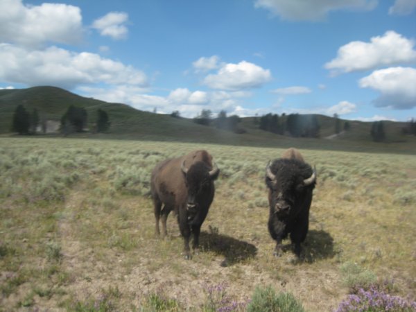 more bison!