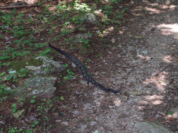 rattlesnake!!!