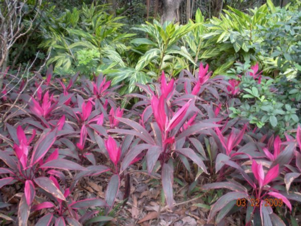 Colorful Plants