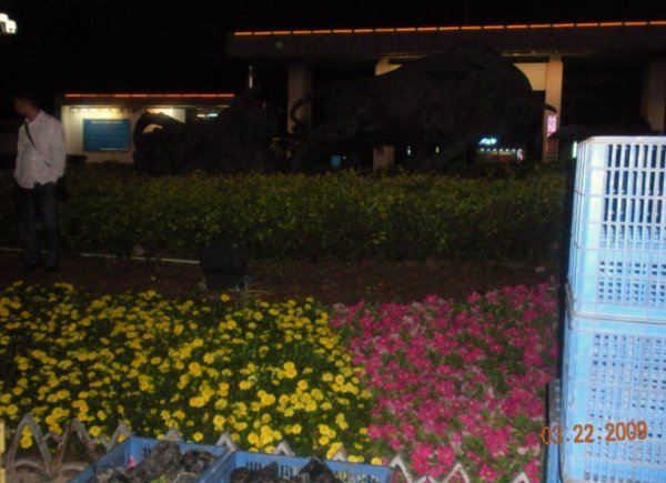 Planting Flowers at Night