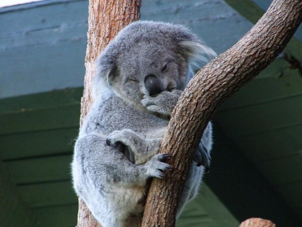 More Koalas