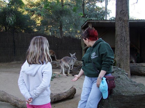 Kangaroo petting zoo
