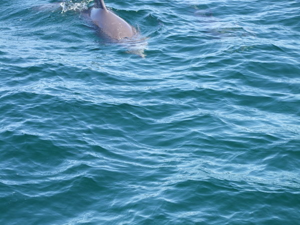 Dolphins in Port Stephen