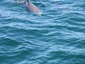 Dolphins in Port Stephen