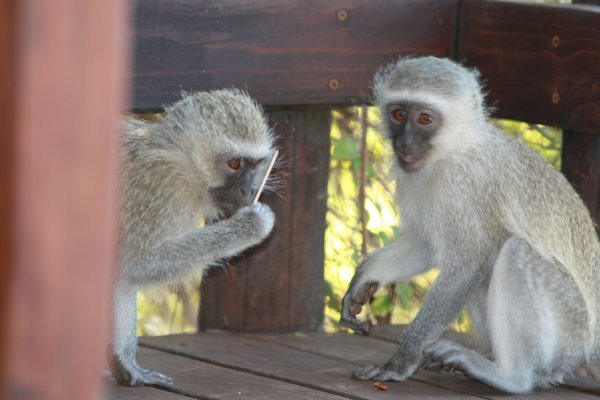 Naughty Monkeys Scheming