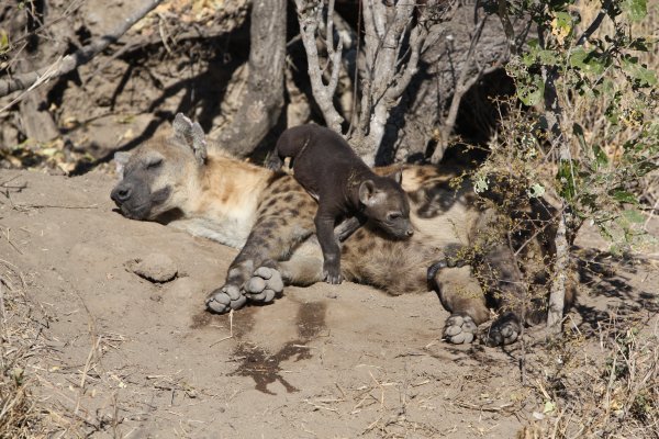 Hyena and her baby