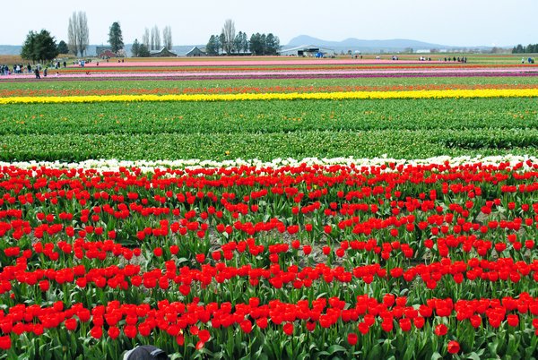tulip field1