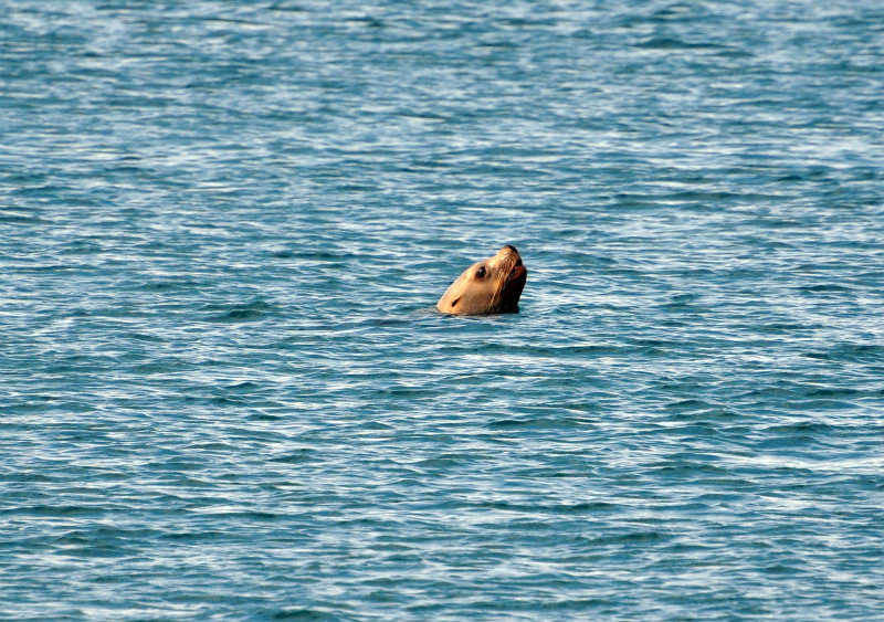 Sea Lion Peek