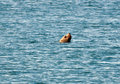 Sea Lion Peek