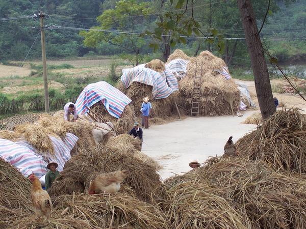 A village rice threshing area.