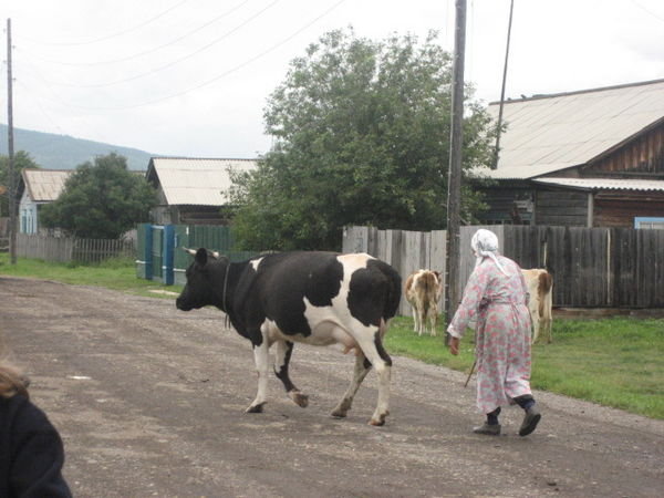 Baboushka and cow.