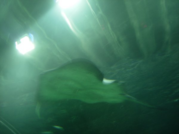 another ray