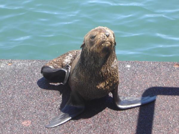 Seal at the Waterfront
