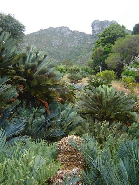 Kirstenbosch Gardens