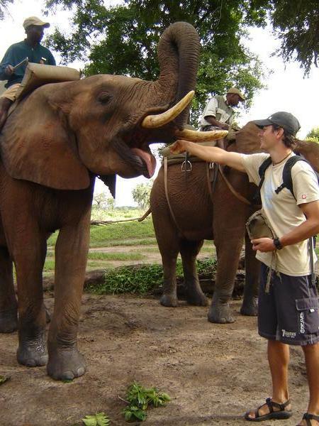 Feeding the Elephants