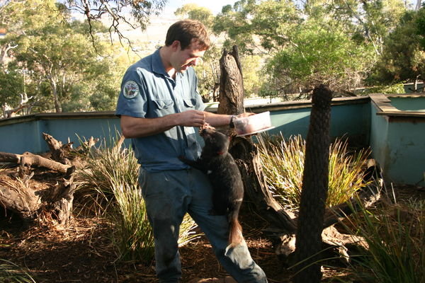 Tasmanian Devil Feeding