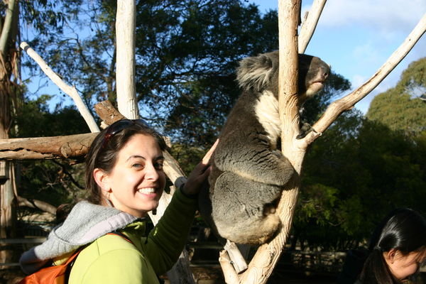 Petting a Koala!!