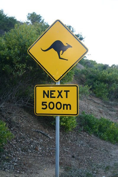 Kangaroos crossing...