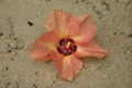 Flower on the Beach