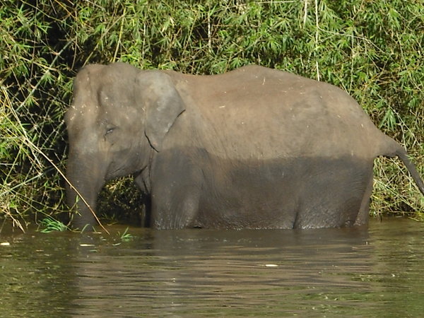 Half wet elephant