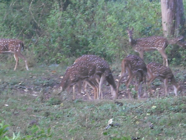 Spotted deer, spotted while on jeep safari