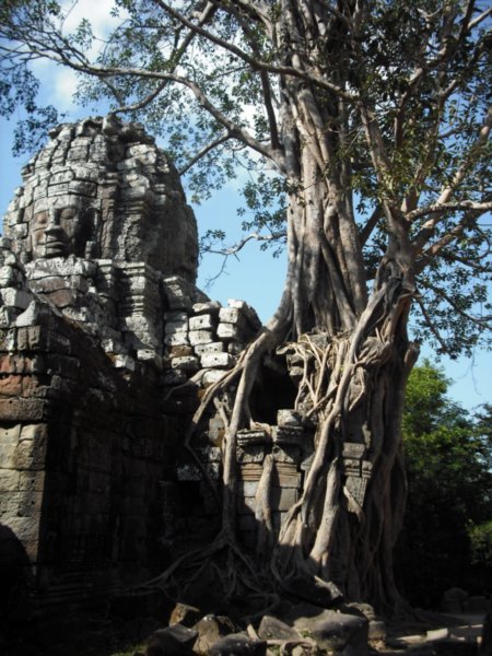 Tree on temple
