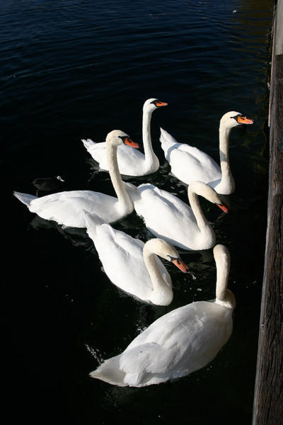 Swans Looking for a Handout