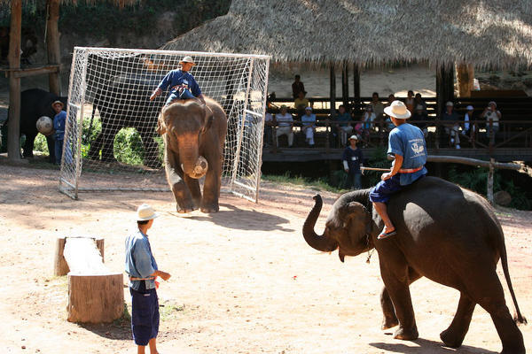 Soccer, Elephant Style