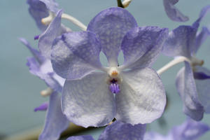 Orchid Close-Up