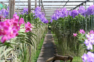 Row Upon Row of Orchids
