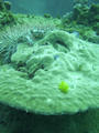Coralscape