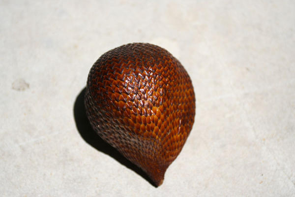 Snakefruit