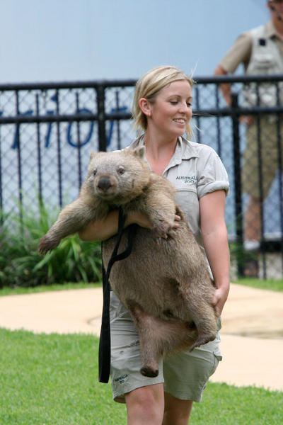 Fatso the Wombat