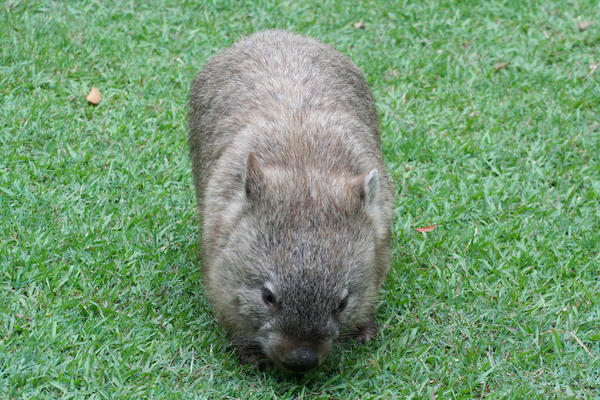 Wombat on the Move