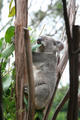 Eucalyptus Snack