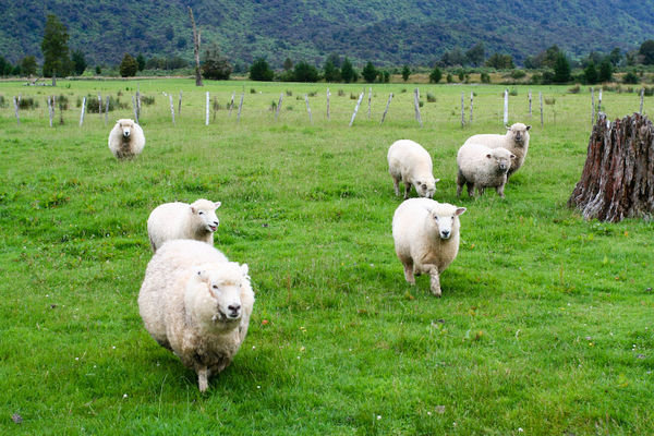 Sheep Approaching