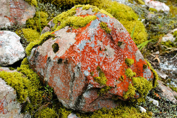 Lichens and Moss