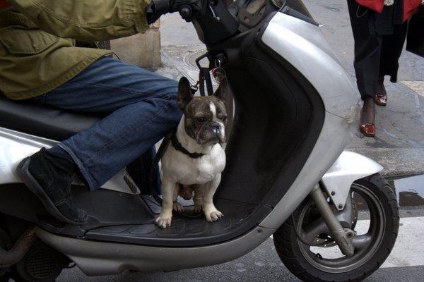 Moto Dog