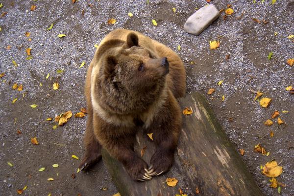 Grizzly Bern