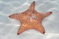 Caneel Bay Starfish