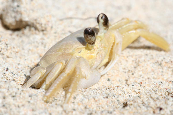 Francis Bay Crab