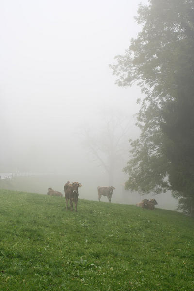 Foggy Cows