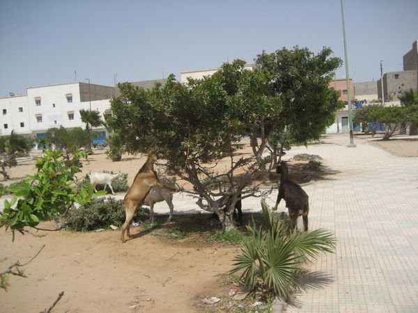 goat park
