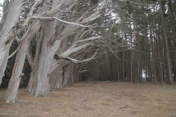 Los árboles que dan miedo... | Photo