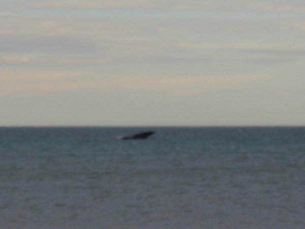 Whales playing just off the beach