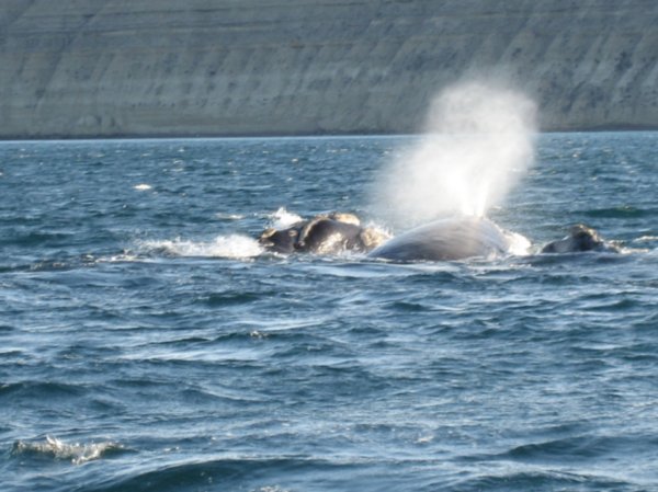 Family of Whales playing