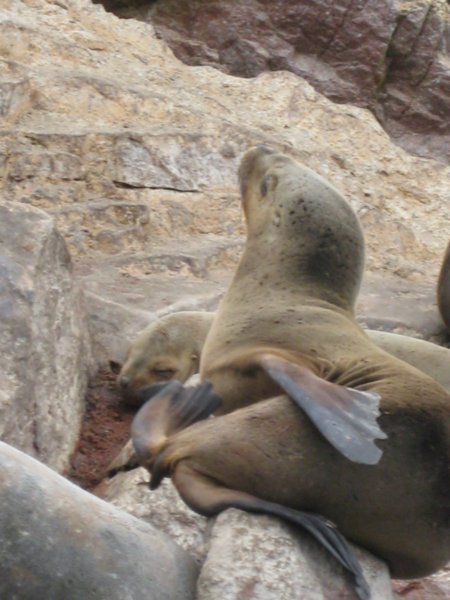 sea lion with an itch
