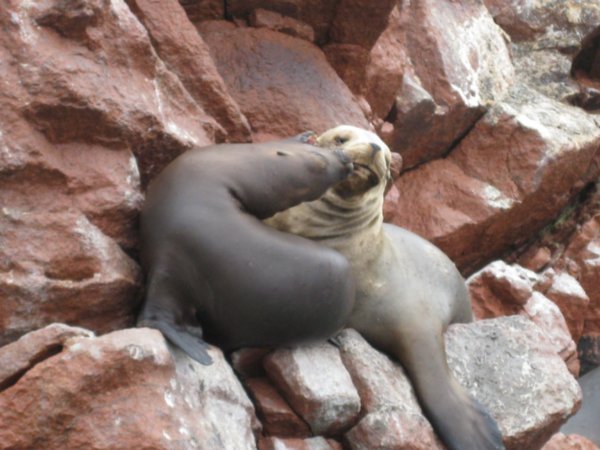sea lions kissing